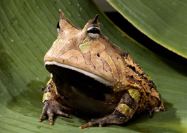 Amazon Horned Frog