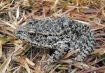 Dusky Gopher Frog