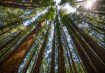 Redwood State Park, CA