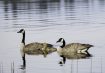 Canadian Geese