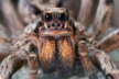 Wolf Spider