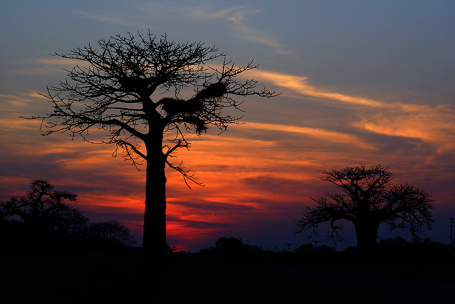 Kruger Park, South Africa