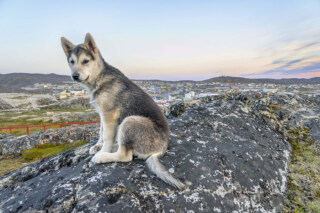 Greenland Husky